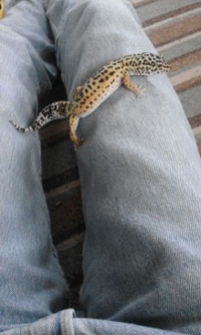 gecko legs